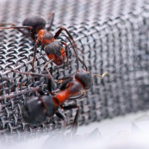 How To Get Rid Of Ants In Bedroom