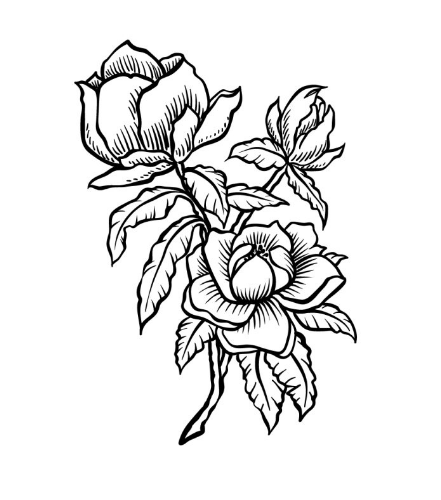 Draw A Magnolia Flower