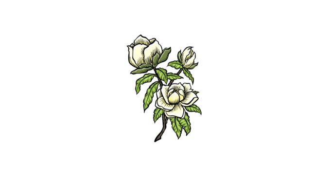 Magnolia Flower Drawing