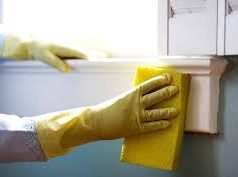 Mold Experts in the Bothell Area: Your Local Heroes Mold Experts