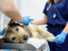 3 Ways Urgent Care Helps Pet Owners Make Faster Decisions Animal Urgent Care