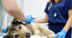 3 Benefits of Annual Pet Wellness Programs at Animal Hospitals Pet Wellness