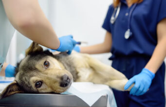 3 Benefits of Annual Pet Wellness Programs at Animal Hospitals Pet Wellness