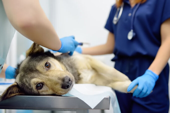 3 Benefits of Annual Pet Wellness Programs at Animal Hospitals Pet Wellness