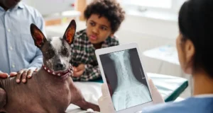 Why Dental X-Rays Are Standard in Many Animal Hospitals Animal Hospitals