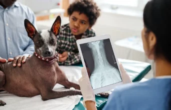 Why Dental X-Rays Are Standard in Many Animal Hospitals Animal Hospitals