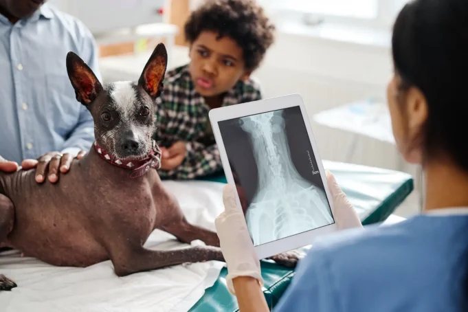 Why Dental X-Rays Are Standard in Many Animal Hospitals Animal Hospitals