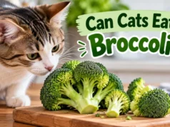 Can Cats Eat Broccoli: The Complete Guide to Safety Facts, Pro Tips, and What Matters Most Can Cats Eat Broccoli