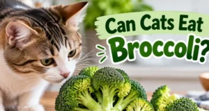 Can Cats Eat Broccoli: The Complete Guide to Safety Facts, Pro Tips, and What Matters Most Can Cats Eat Broccoli