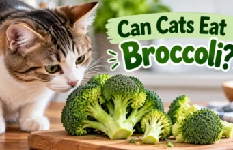 Can Cats Eat Broccoli: The Complete Guide to Safety Facts, Pro Tips, and What Matters Most Can Cats Eat Broccoli