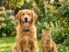 How Mobile Veterinarians Support Pets Living in Assisted Care Settings Support Pets Living