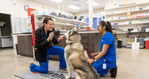 5 Ways Animal Hospitals Keep Pets Comfortable During Treatment Pets Comfortable During Treatment