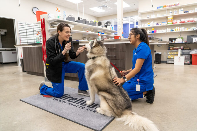 5 Ways Animal Hospitals Keep Pets Comfortable During Treatment Pets Comfortable During Treatment