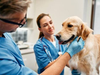 5 Benefits Of Routine Bloodwork At Animal Hospitals Animal Hospitals