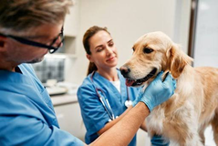 5 Benefits Of Routine Bloodwork At Animal Hospitals Animal Hospitals