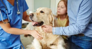 How Pet Hospitals Treat Dehydration And Electrolyte Imbalances Pet Hospitals