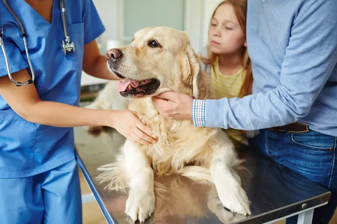 How Pet Hospitals Treat Dehydration And Electrolyte Imbalances Pet Hospitals