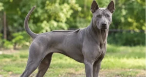 Thai Ridgeback: Complete Guide to the Temperament, Care, Costs, and What U.S. Owners Should Know Thai Ridgeback