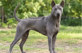 Thai Ridgeback: Complete Guide to the Temperament, Care, Costs, and What U.S. Owners Should Know Thai Ridgeback