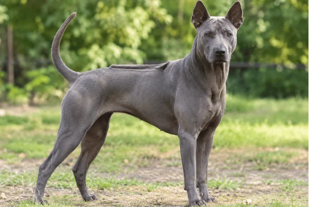 Thai Ridgeback: Complete Guide to the Temperament, Care, Costs, and What U.S. Owners Should Know Thai Ridgeback