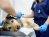 How Veterinary Clinics Assess Persistent High Triglyceride Levels In Dogs Veterinary Clinics