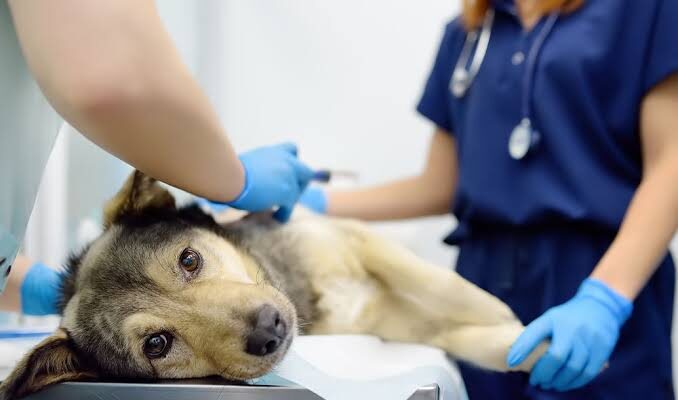 How Veterinary Clinics Assess Persistent High Triglyceride Levels In Dogs Veterinary Clinics