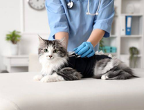 Why Animal Hospitals Are Critical To Senior Pet Quality Of Life Animal Hospitals